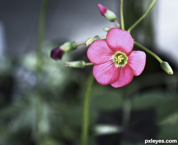 pretty pink flower